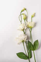 Delicate white flowers on a light background. Free space for text.