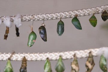Cocoons suspended from a rope. They are kept here until they hatch