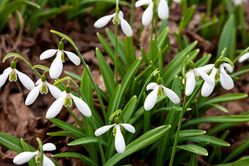 Flowers snowdrops in garden, sunlight. First beautiful snowdrops in spring. Common snowdrop blooming. Galanthus nivalis bloom in spring forest
