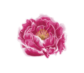 Gently watercolor pink flower peony.