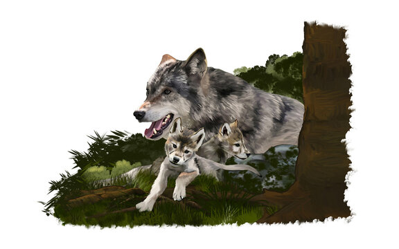 Mamma lupo coni suoi due meravigliosi cuccioli, nel bosco. Dipinto digitale