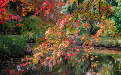 将軍池公園の紅葉（東京都世田谷区）