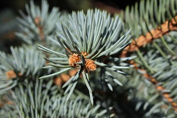 Macro photo of little cones and needles of a blue spruce in the sunlight