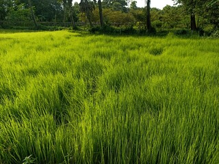 green colored paddy firm on field