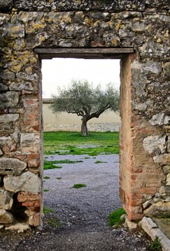 Olive Tree Through and Ancient Stone Portal in Italy