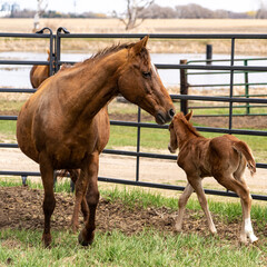 Horse and foal