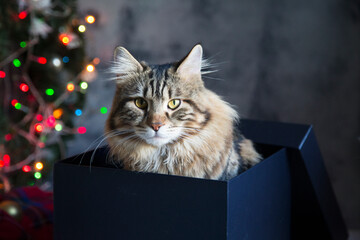 Close up of cute brown cat in Christmas gift box.