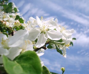 apple tree blossom