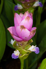 Obraz premium lotus flower in the garden