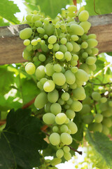 green grapes on the branch of the vine
