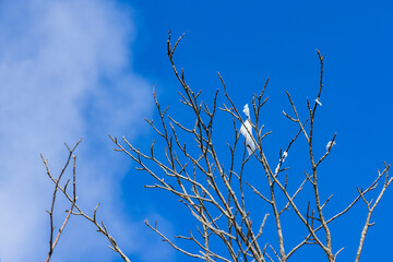 山の上の霧氷が付いた木の枝