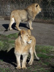 Two Lions in the Zoo Dortmund, North Rhine-Westfalia, Germany