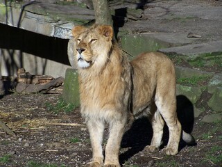 Lion (Zoo Dortmund, North Rhine-Westfalia, Germany)