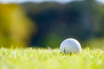 緑が綺麗な芝と真っ白なゴルフボール