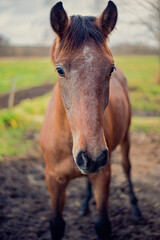 Naklejka na ściany i meble cute young horse looking straight into camera