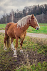 horse standing in the field and looking to stables