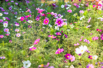 瑞々しい葉のカラフルなコスモス