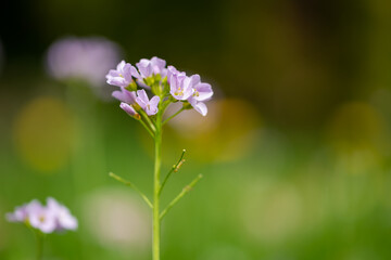 Fototapeta premium Rzeżucha łąkowa czyli Cardamine pratensis, kwitnąca na wiosnę w Polsce.