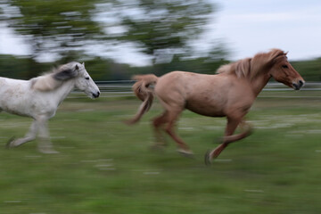 Obraz na płótnie Canvas Pferde unscharf mit Bewegungsunschärfe auf einer weide