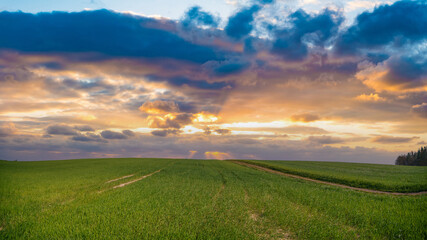 Panorama of a summer green meadow at sunrise