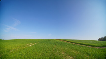 Blue sky over green summer field
