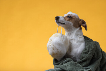 Funny wet Jack Russell puppy after a bath, wrapped in a towel. Freshly washed cute dog with soap suds on his head on a yellow background.