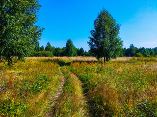 Sunny Road Through A Summer Countryside Field With Trees