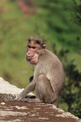 Indian monkey in focus with blur background