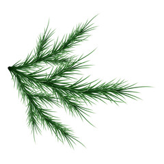 Green lush spruce branch. Fir branches. Isolated on white vector illustration