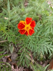 orange flower in the garden