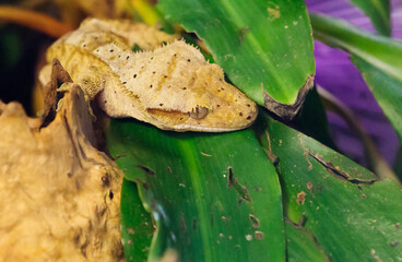 Crested Gecko.
 This is the gecko of the island of New Caledonia. Their main and distinctive...
