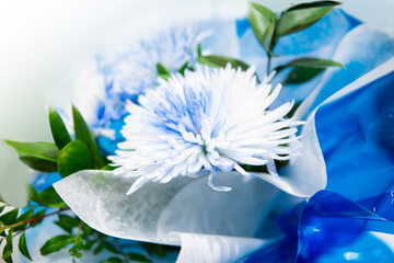 Multicolored chrysanthemum