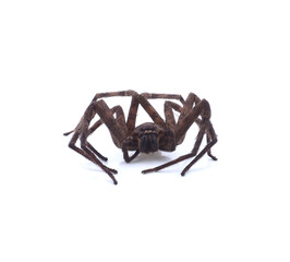 Australian Huntsman Spider on a white background