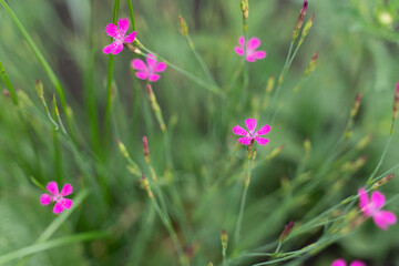 Fototapeta premium Macro photography of flowers and insects. Green meadow and flowers. Background with flowers.