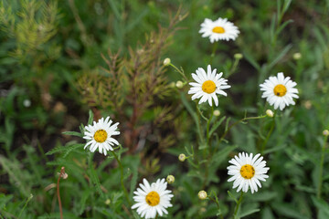 Obraz premium Macro photography of flowers and insects. Green meadow and flowers. Background with flowers.