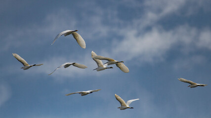 Flock of cattle egret in flight