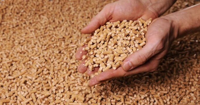 wood pellets in hands. biomass, renewable energy