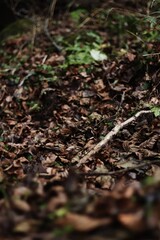 moss in the forest