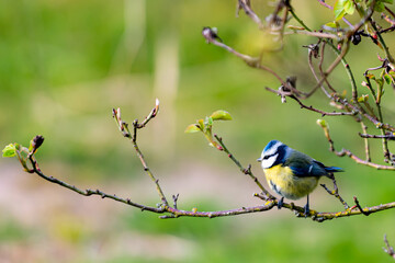 Mésange bleue