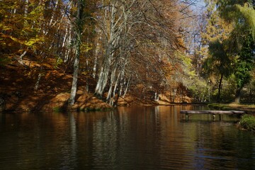 Autumn forest and lake with leaf