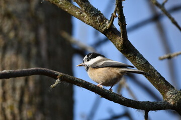 Leucism Black-capped Chickadee