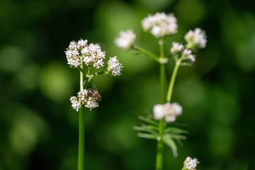 Honey bee collecting pollen from white flowers. Soft green background. Summer, wild flowers, calm, soothing