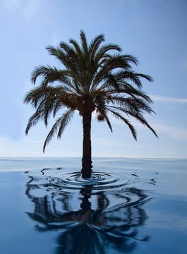 Lone Palm Tree Under Water. Reflection In The Sea. Climate Change And Environmental Disaster Concept. Digital Manipulated Image. Blue Sky Background.