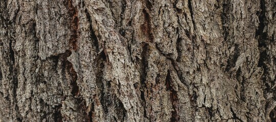 Natural wood texture background