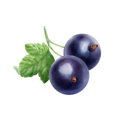 Hand drawn watercolor painting black currant on white background.