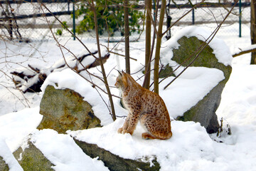 A young lynx sits on a rock in a winter forest. © Dzmitry