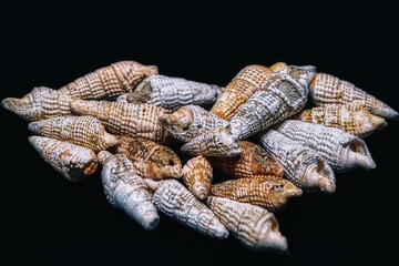 Fossilized Tower Shells