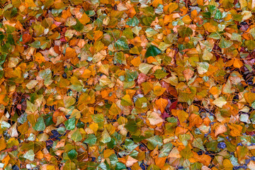 hojas con colores rojos y amarillos en el suelo en pleno otoño