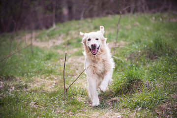 Happy Golden Retriever in motion. Funny running dog in a green spring meadow in Poland. Long haired canine animal. Selective focus on the pet, blurred background.