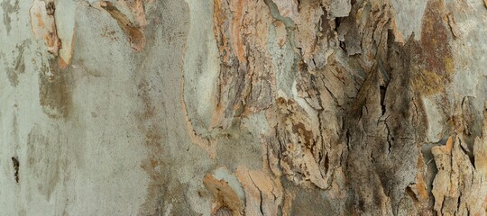 Natural wood texture background
